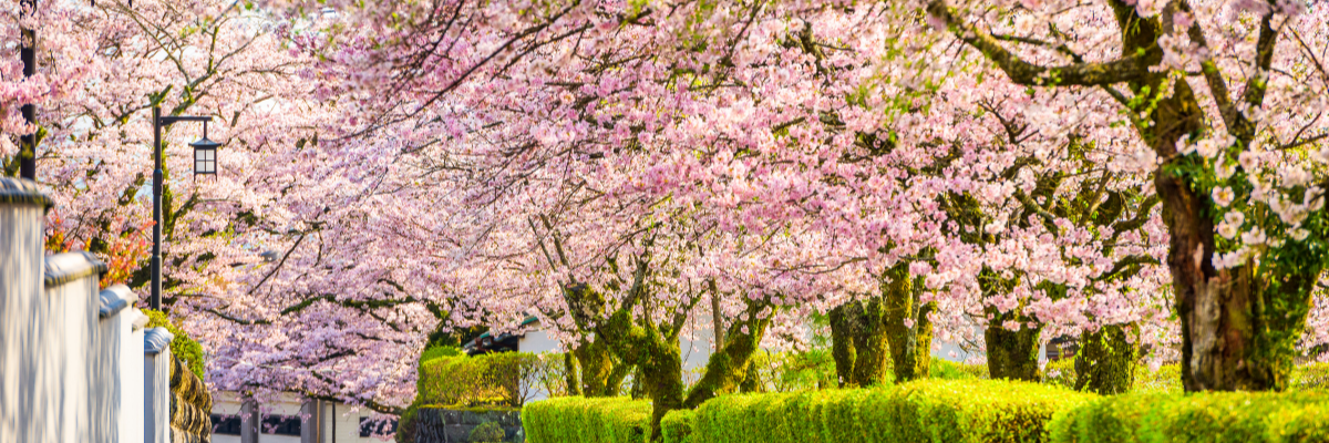 Baharın Gelişi Japonya’da Nasıl Kutlanır