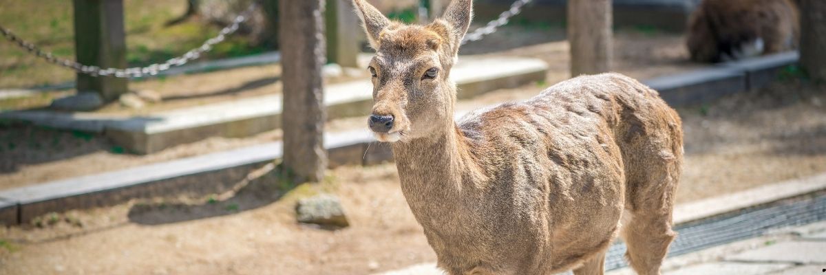 Nara’da Geyikler ve Tapınaklar Arasında Huzurlu Bir Gün